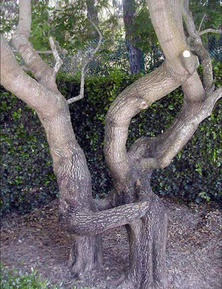 Παράξενα δέντρα