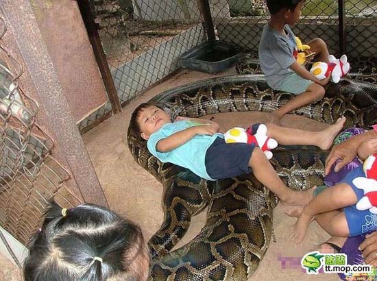 Παίζοντας με ένα τεράστιο φίδι (1)