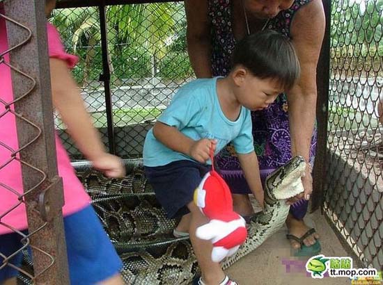 Παίζοντας με ένα τεράστιο φίδι (3)