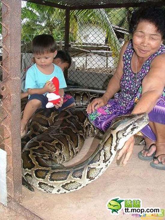 Παίζοντας με ένα τεράστιο φίδι (8)