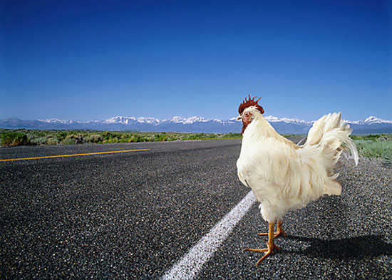 Γιατί το κοτόπουλο διέσχισε το δρόμο;