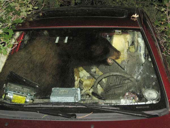 Αρκούδα έκλεψε και κατέστρεψε αυτοκίνητο