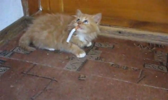 Γατάκι αρνείται να κόψει το τσιγάρο