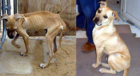 Διάσωση ζώων πριν και μετά (30)