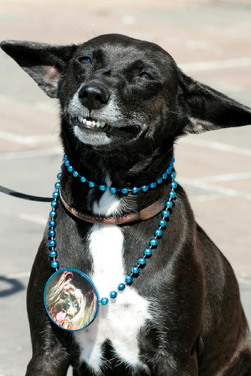 Τα 25 πιο παράξενα χαμόγελα σκύλων (22)