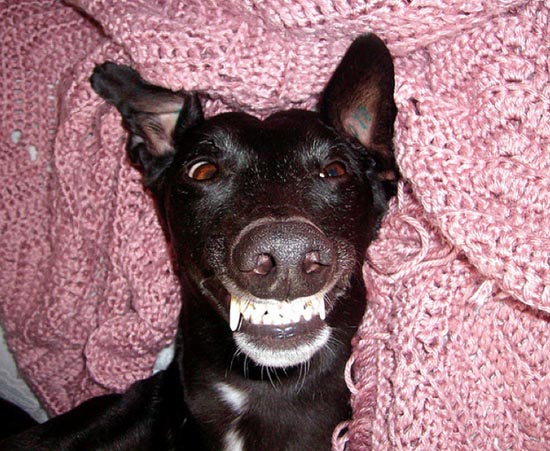 Τα 25 πιο παράξενα χαμόγελα σκύλων (17)