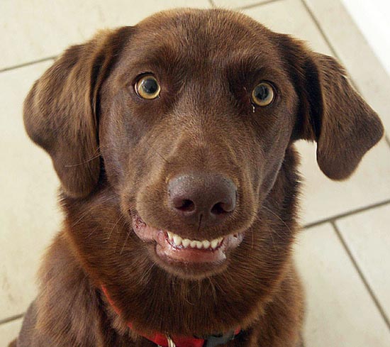 Τα 25 πιο παράξενα χαμόγελα σκύλων (14)
