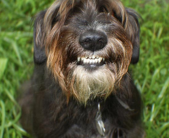 Τα 25 πιο παράξενα χαμόγελα σκύλων (13)