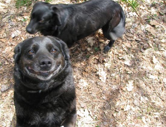 Τα 25 πιο παράξενα χαμόγελα σκύλων (12)