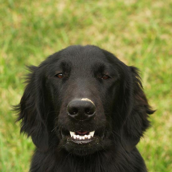 Τα 25 πιο παράξενα χαμόγελα σκύλων (11)