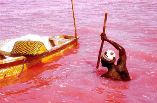 Ροζ λίμνη στη Σενεγάλη (3)