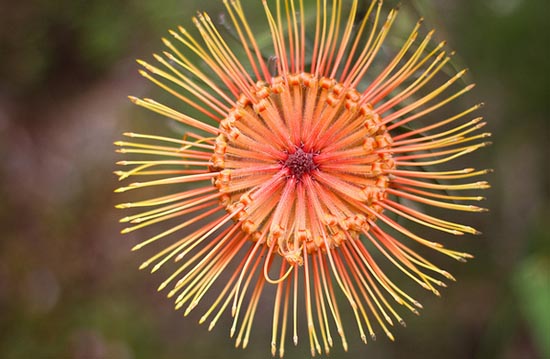 20 εκπληκτικά τροπικά λουλούδια απ’ όλο τον κόσμο (13)