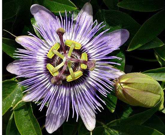 20 εκπληκτικά τροπικά λουλούδια απ’ όλο τον κόσμο (18)