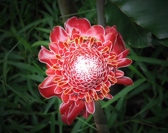 20 εκπληκτικά τροπικά λουλούδια απ’ όλο τον κόσμο (8)