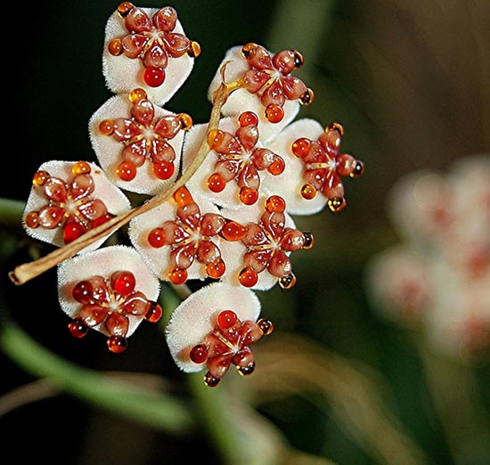 20 εκπληκτικά τροπικά λουλούδια απ’ όλο τον κόσμο (20)