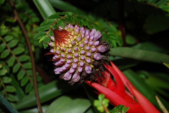 20 εκπληκτικά τροπικά λουλούδια απ’ όλο τον κόσμο (9)