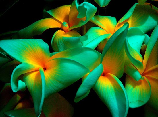 20 εκπληκτικά τροπικά λουλούδια απ’ όλο τον κόσμο (1)