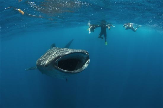 Φαλαινοκαρχαρίας παραλίγο να καταπιεί δύτη (3)