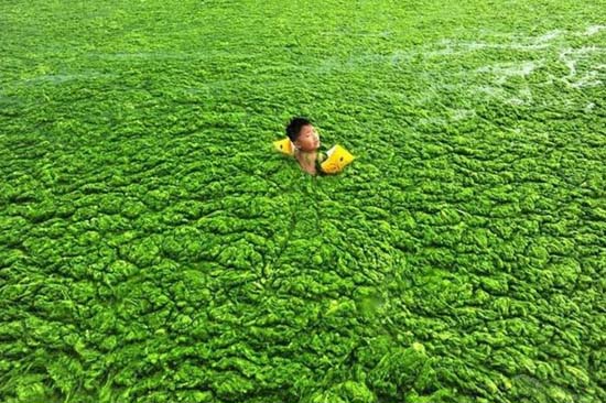 Κινέζικη παραλία έγινε καταπράσινη! (4)