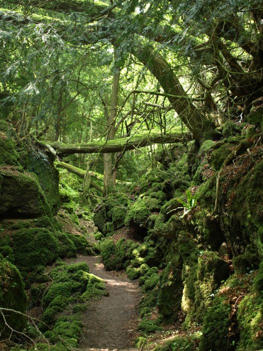 Puzzlewood: Η έμπνευση του Tolkien για την Middle-earth (2)