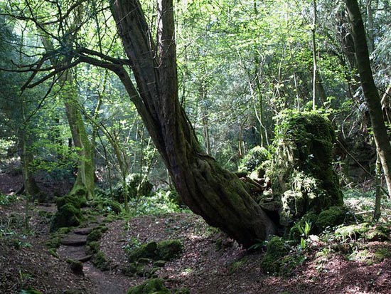Puzzlewood: Η έμπνευση του Tolkien για την Middle-earth (13)