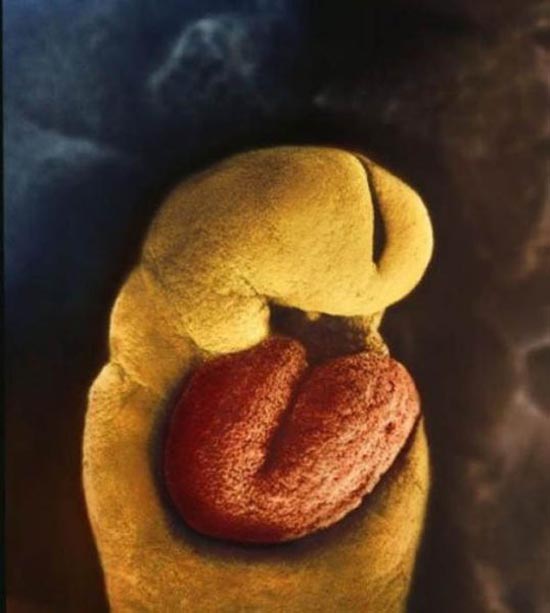 Η διαδικασία γονιμοποίησης σε συγκλονιστικές macro φωτογραφίες (11)
