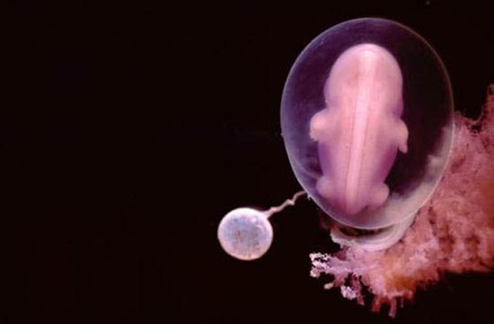 Η διαδικασία γονιμοποίησης σε συγκλονιστικές macro φωτογραφίες (12)