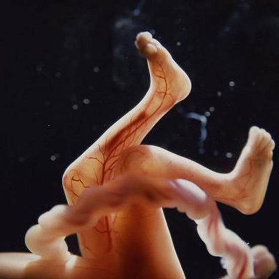 Η διαδικασία γονιμοποίησης σε συγκλονιστικές macro φωτογραφίες (19)