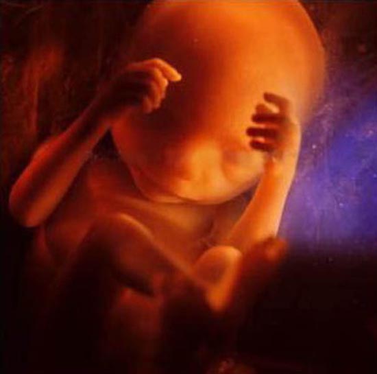 Η διαδικασία γονιμοποίησης σε συγκλονιστικές macro φωτογραφίες (23)