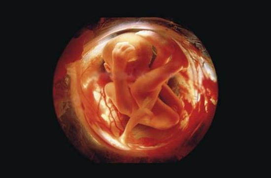 Η διαδικασία γονιμοποίησης σε συγκλονιστικές macro φωτογραφίες (24)