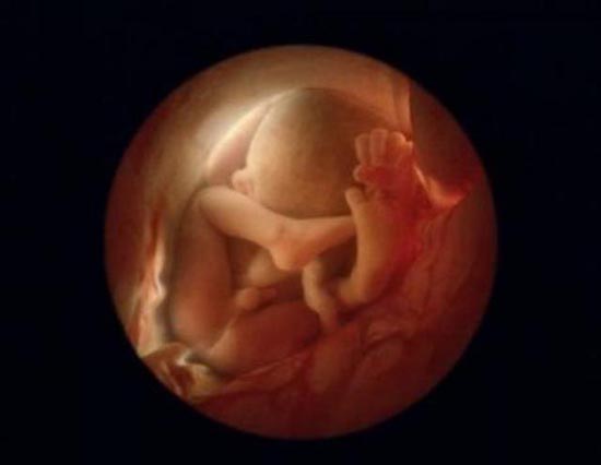 Η διαδικασία γονιμοποίησης σε συγκλονιστικές macro φωτογραφίες (26)