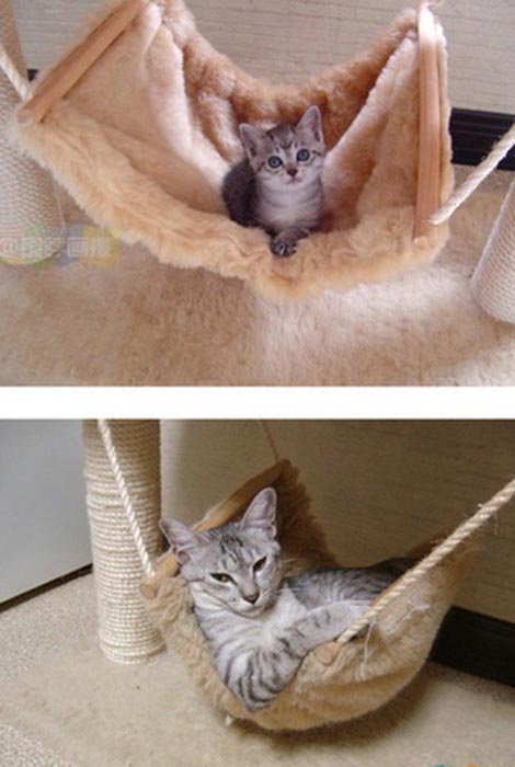 Γάτες τότε και τώρα (14)