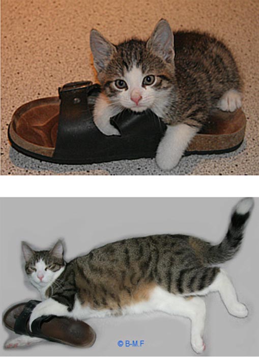 Γάτες τότε και τώρα (11)