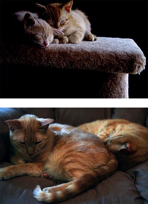 Γάτες τότε και τώρα (4)