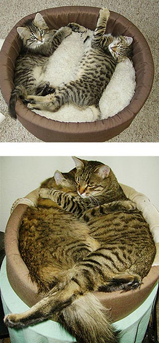 Γάτες τότε και τώρα (2)