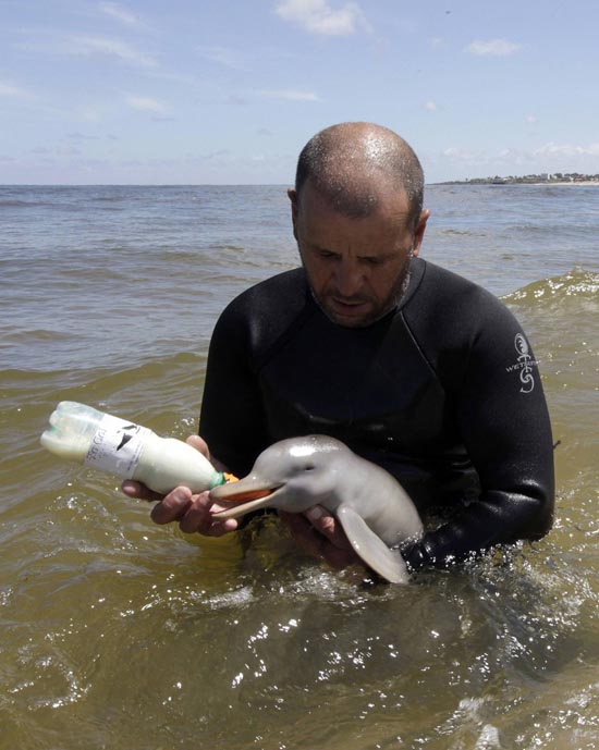 Η διάσωση ενός ορφανού νεαρού δελφινιού (1)