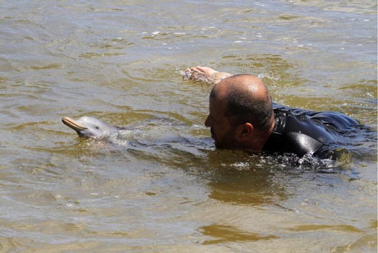 Η διάσωση ενός ορφανού νεαρού δελφινιού (2)
