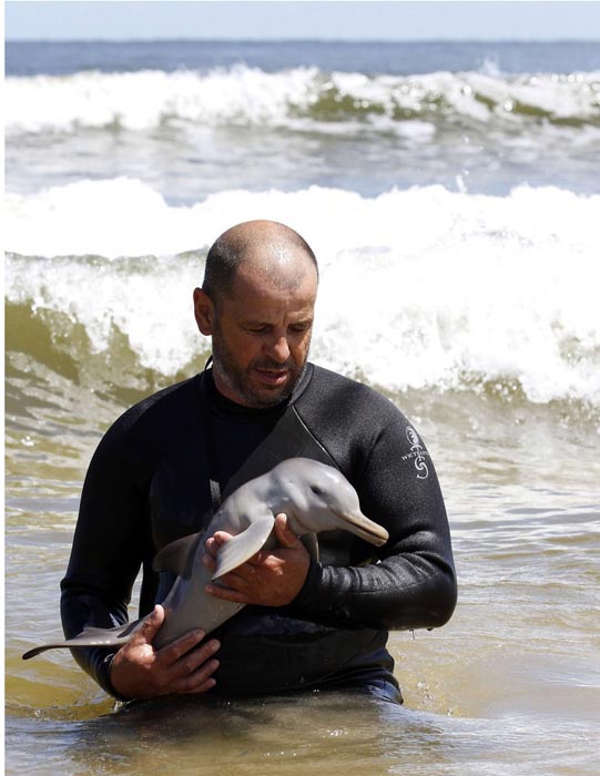 Η διάσωση ενός ορφανού νεαρού δελφινιού (3)