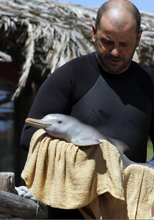 Η διάσωση ενός ορφανού νεαρού δελφινιού (5)