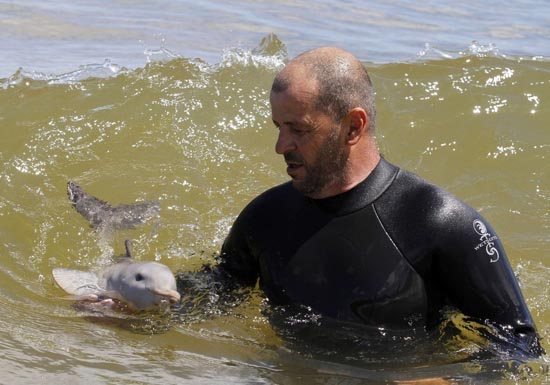 Η διάσωση ενός ορφανού νεαρού δελφινιού (7)