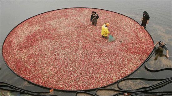 Εντυπωσιακή διαδικασία συλλογής cranberries (1)