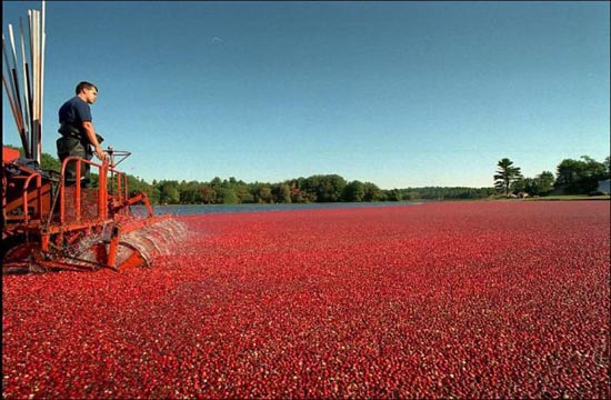 Εντυπωσιακή διαδικασία συλλογής cranberries (3)