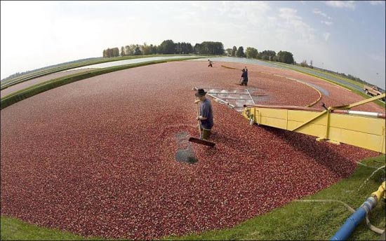 Εντυπωσιακή διαδικασία συλλογής cranberries (7)