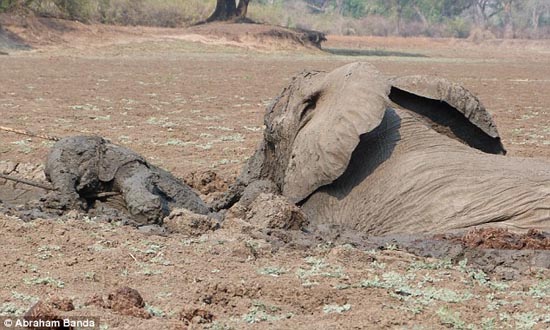 Δραματική διάσωση μωρού ελέφαντα και της μητέρας του (6)