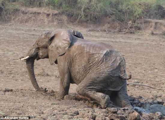 Δραματική διάσωση μωρού ελέφαντα και της μητέρας του (16)