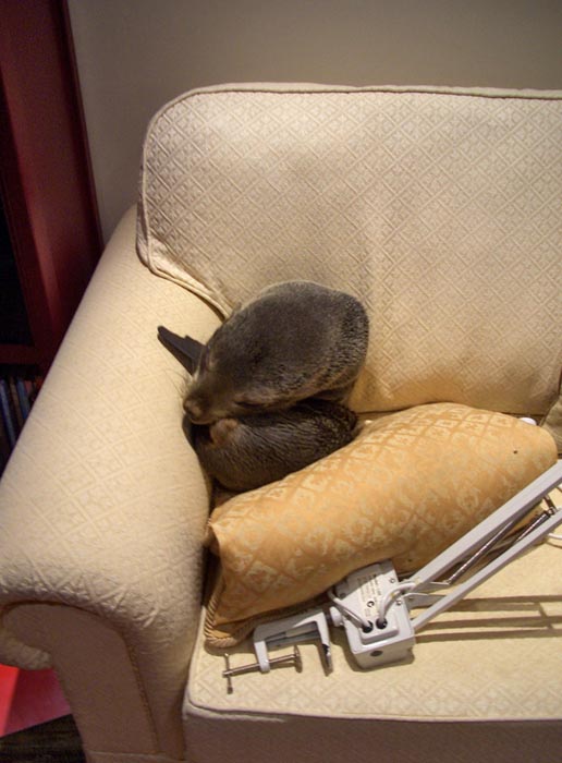 Φωκάκι εισέβαλε σε σπίτι για να κοιμηθεί στον καναπέ (3)
