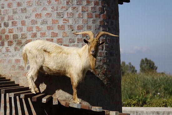 Goat Tower (5)
