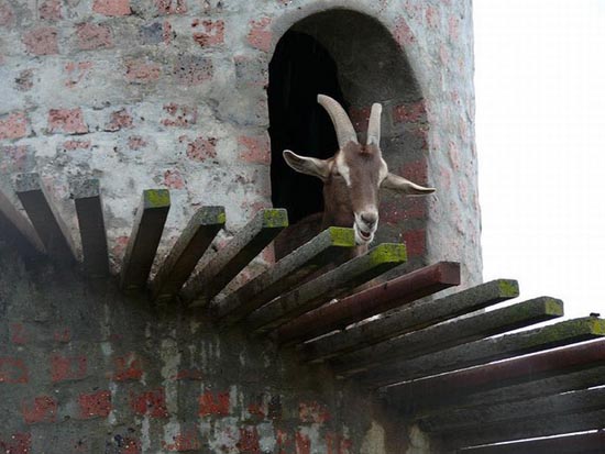 Goat Tower (7)