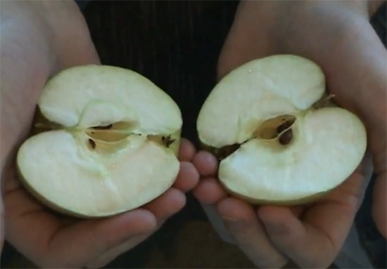 Πως να κόψετε ένα μήλο στα δύο μόνο με τα χέρια σας