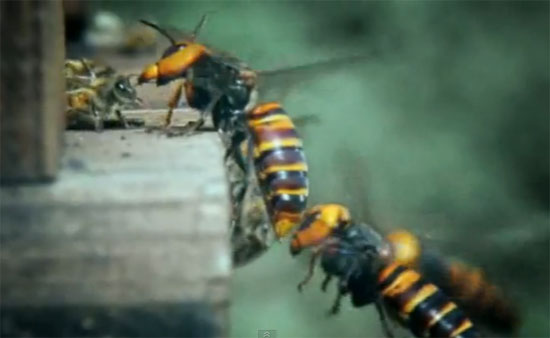 30 Ιαπωνικές Σφήκες επιτίθενται σε 30.000 μέλισσες